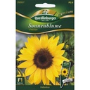 Sonnenblumen, Eversun