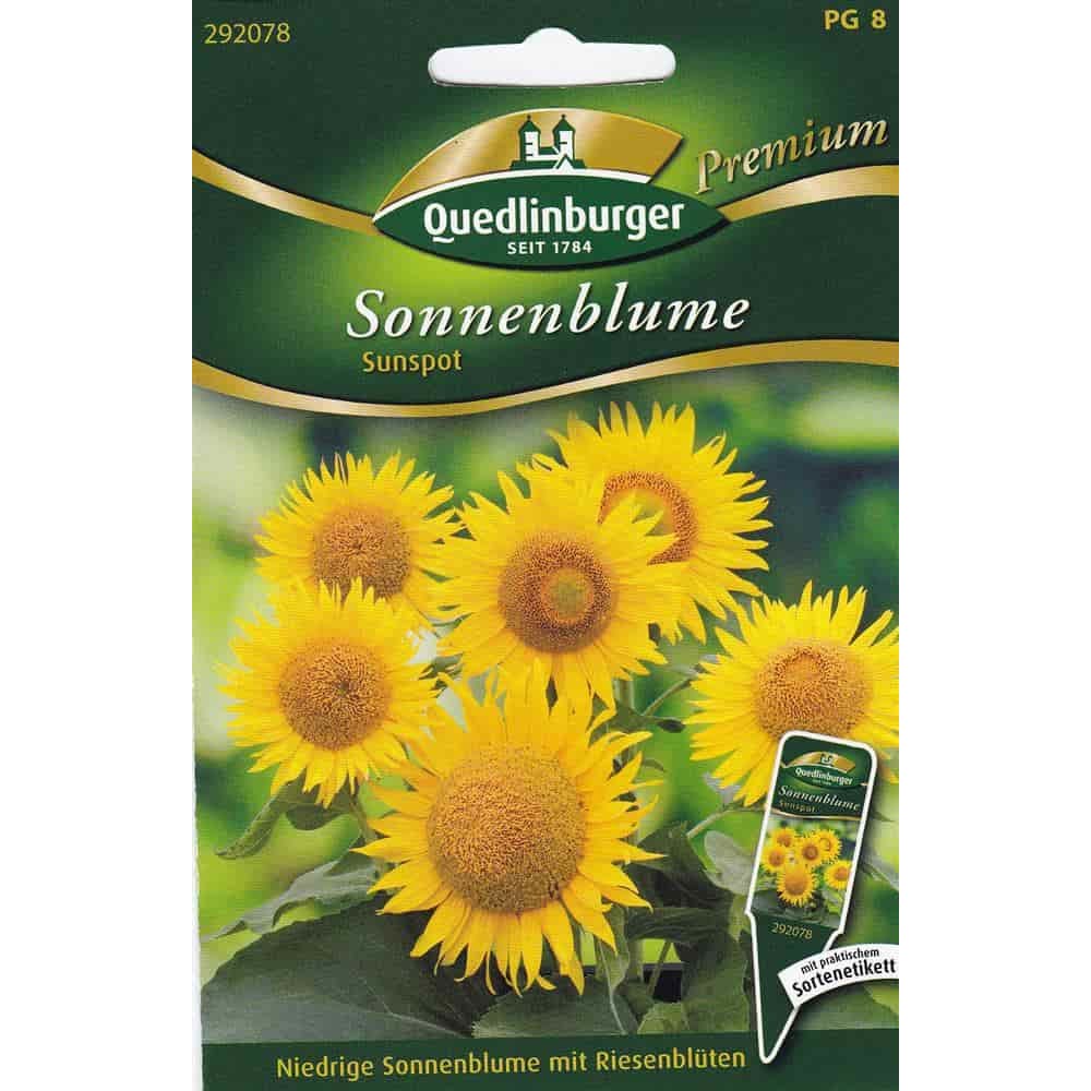 Sonnenblumen, Sunspot