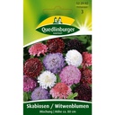 Skabiose, Witwenblume